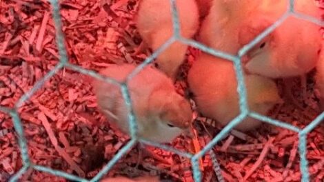 Peace, Love and Kidney:  Adventures in Baby Turkeys Image